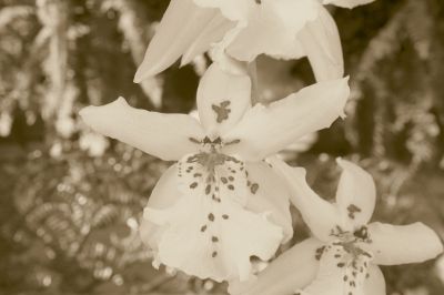 IMG_8401_gimp_sepia.JPG